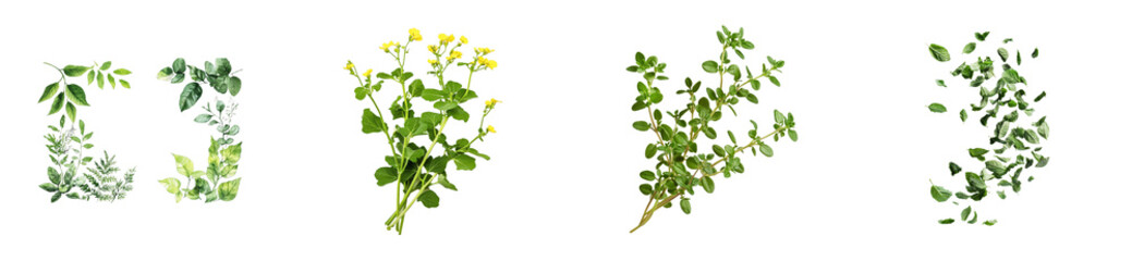 Botanical elements set, fresh herbs, leaves, cut out transparent