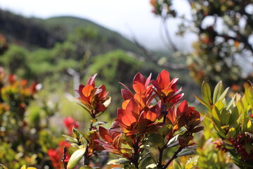 Macro Shot of Exotic Red Blooms in Sunlight