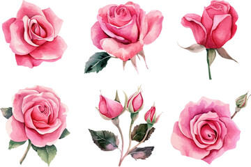 watercolor pink roses flowers clipart
