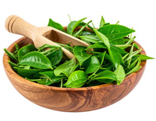 Fresh green tea leaves on wooden bowl isolated on white background. Suitable for marketing or business purposes. PNG file