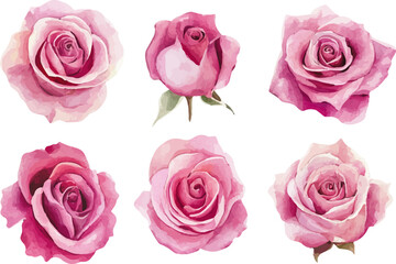 set of pink roses