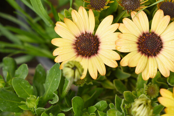 Yellow flowers Osteospermum ecklonis African Daisy Cape Marguerite, Yellow Cape Marguerite Daisy flower closeup, a floral display of Yellow Cape Marguerite Daisy flowers with purple Capitulum, closeup