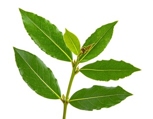 Fototapeta premium Vibrant Green Bay Leaves on White Background