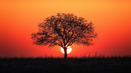 Fototapeta premium Silhouette of a solitary tree at vibrant sunset.