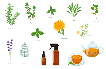 ハーブとハーブティ、アロマオイルのイラストセット