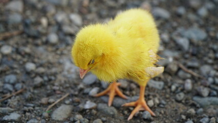 a sleeping but adorable chick
