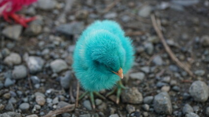 a sleeping but adorable chick
