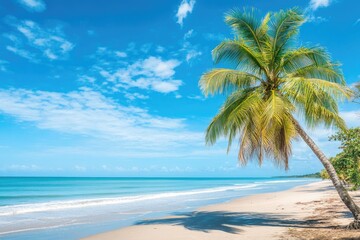 Tropical beach scene with palm tree (5)