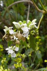 A green Plant of Justicia adhatoda vasica or malabar nut plant in selective focus and background blur, the white Justicia adhatoda blossom in spring, Chakwal, Punjab, Pakistan