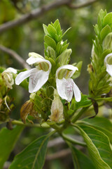 A green Plant of Justicia adhatoda vasica or malabar nut plant in selective focus and background blur, the white Justicia adhatoda blossom in spring, Chakwal, Punjab, Pakistan