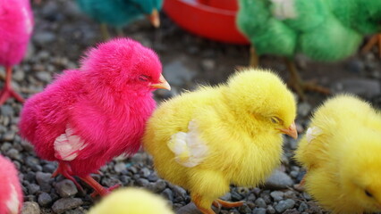 cute and adorable colorful chicks