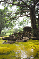 wellness concept with tree in park on summer season