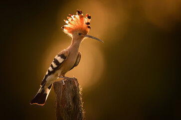 Eurasian hoopoe bird in early morning light ( Upupa epops )