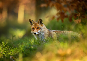 Red Fox ( Vulpes vulpes ) close up