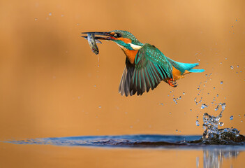 European Kingfisher ( Alcedo atthis ) close up