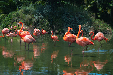 flock of pink flamingos on a lake in forest in nature in wild