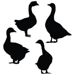 Goose Duck silhouette, Goose illustration, silhouette, Duck vector, set icon, silhouette, Goose 