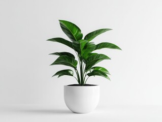 A potted plant with large green leaves against a plain backdrop