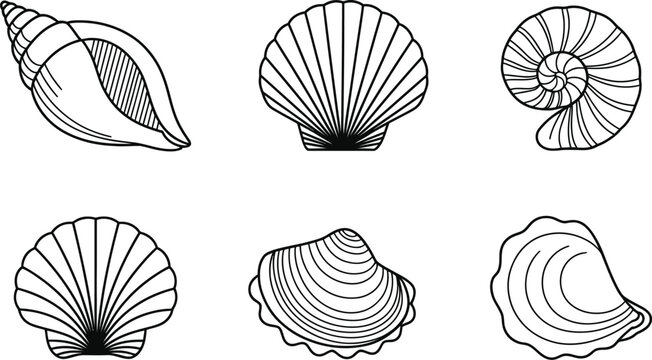 Collection of hand drawn sea shells outlined in black on white background for design