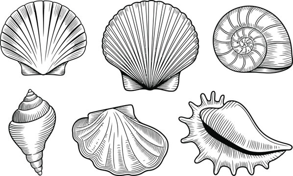 Vintage engraved collection of various seashell illustrations depicting ocean life and marine themes