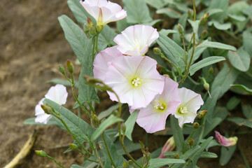 Field bindweed or Convolvulus arvensis or European bindweed or Creeping Jenny with open flowers...