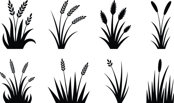 Set of eight black silhouettes of different types of grass and reeds on white background