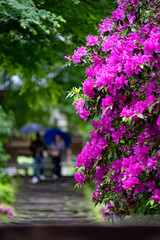 鎌倉2505　浄智寺12　ツツジ