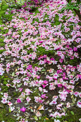 鎌倉2505　浄智寺6　ツツジ