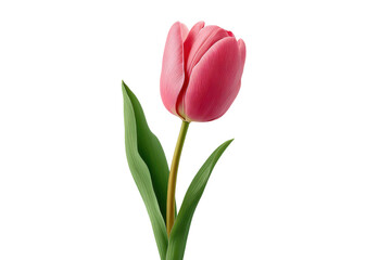Naklejka premium Single pink tulip flower with green leaves isolated on transparent background