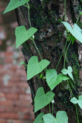 green leaves on a wall