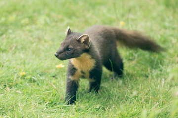 Pine Marten (Martes martes)