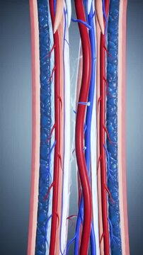 Detailed View of Human Bone Structure Featuring Bone Arteries Veins and Spinal Cord on Gray Backdrop Perfect for Medical and Educational Visuals