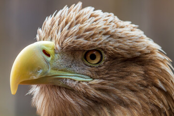 White-tailed Eagle (Haliaeetus albicilla)