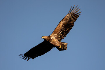 White-tailed Eagle (Haliaeetus albicilla)