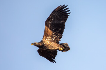 White-tailed Eagle (Haliaeetus albicilla)