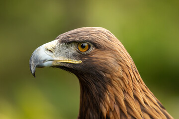Golden Eagle (Aquila chrysaetos)