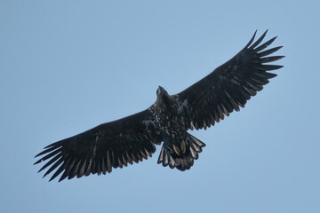 White-tailed Eagle (Haliaeetus albicilla)