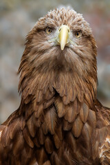 White-tailed Eagle (Haliaeetus albicilla)