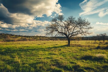 Lonely tree on a grassy field under a cloudy sky