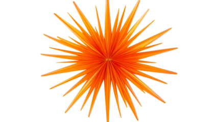 Radiant orange palm frond, tropical starburst foliage, cut out transparent