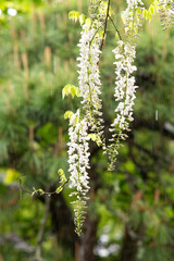 鎌倉2505　英勝寺21　藤