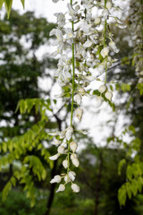 Fototapeta premium 鎌倉2505 英勝寺19 藤