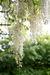 鎌倉2505　英勝寺16　藤