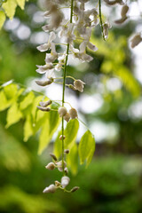 鎌倉2505　英勝寺5　藤