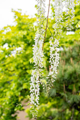 鎌倉2505　英勝寺4　藤