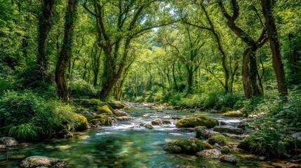 Fototapeta premium A serene forest stream flows beneath a lush green canopy, surrounded by mossy rocks and dense trees in natural daylight.