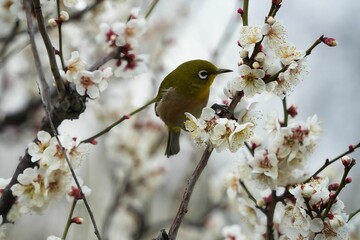 メジロと白い梅の花