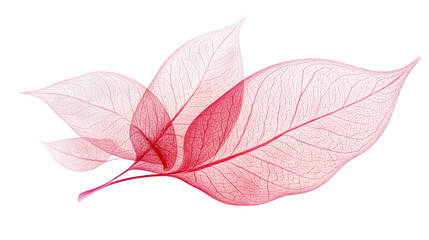 Magenta translucent leaf veins, delicate structure, isolated, cut out transparent