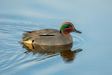 Eurasian Wigeon (Mareca penelope)