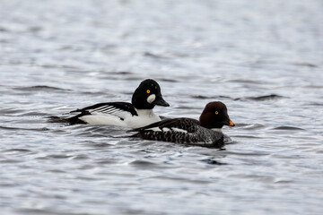 Male & Female Golden Eye (Bucephala clangula)